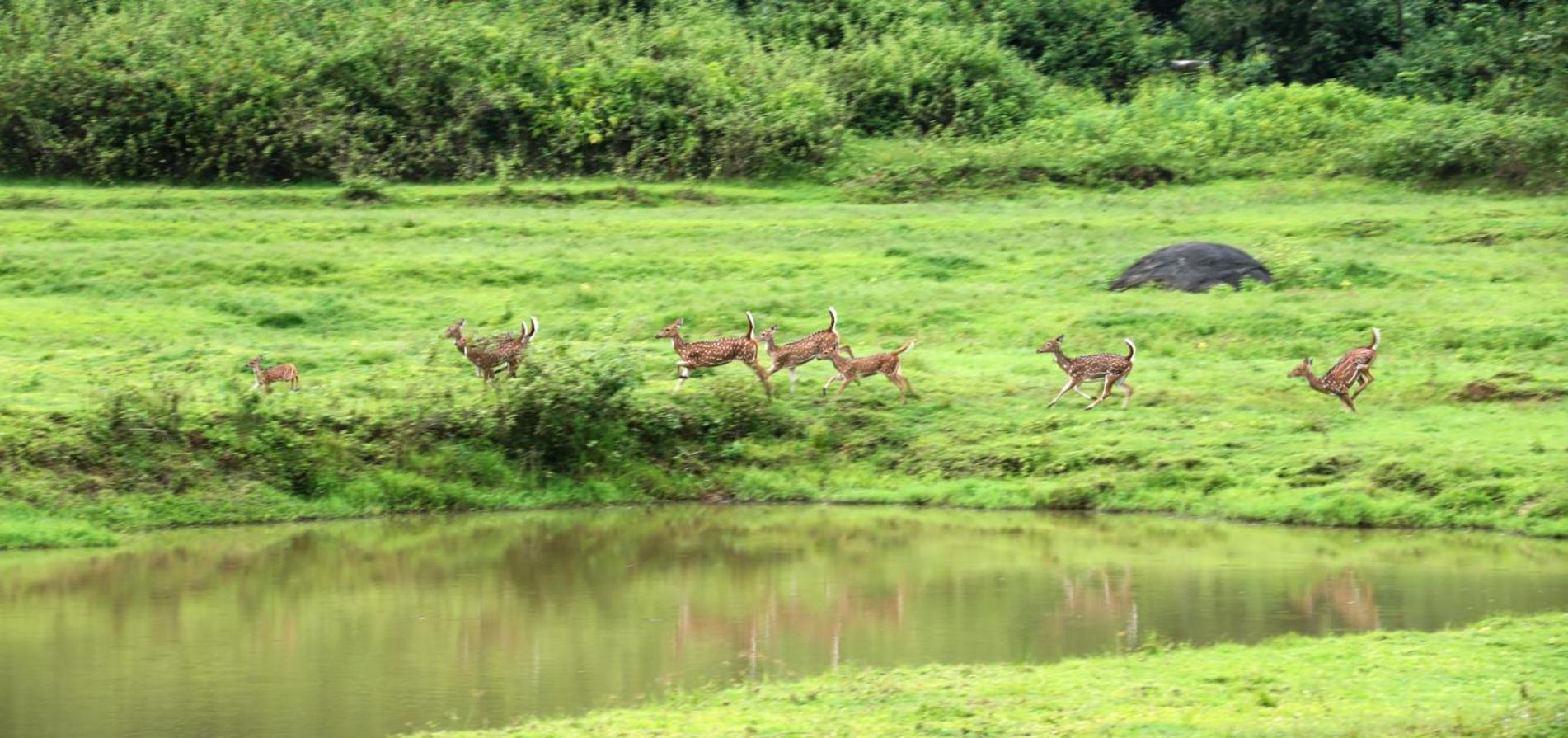 Jungle Retreat Wayanad Villa Exterior photo